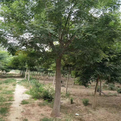 四川地区29公分与22公分国槐价格对比及园林绿化工程应用