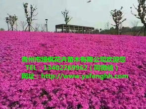 青州花卉苗木 三叶委陵菜营养杯苗，厂家直供助力园林绿化工程