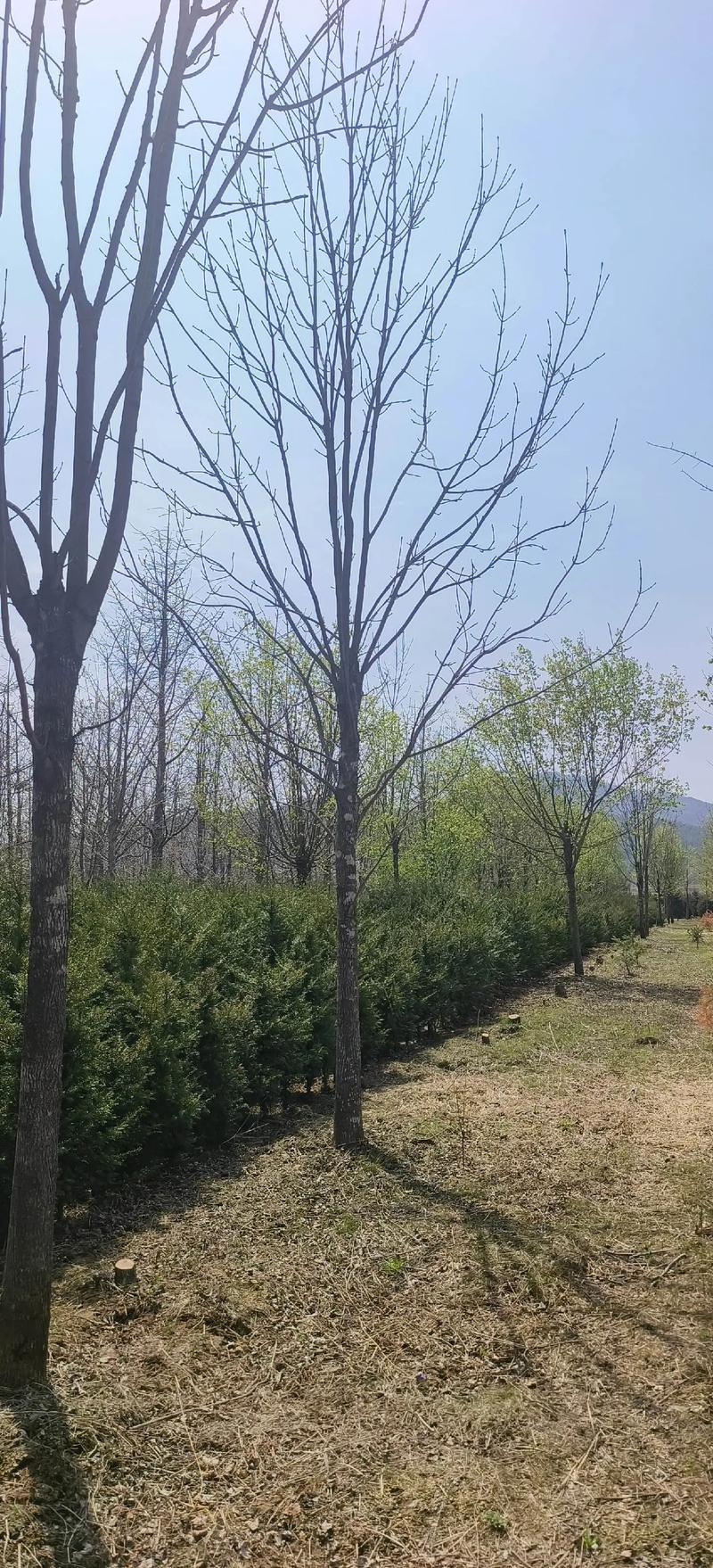 水曲柳 园林绿化工程中的珍贵苗木与生态卫士