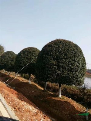 湖南精品桂花 园林绿化工程的芬芳名片