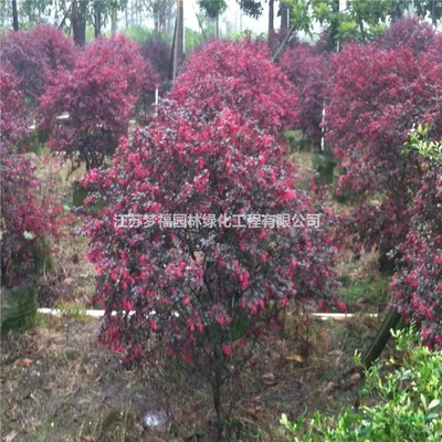 江苏红花继木 园林绿化的优选苗木与供应要点