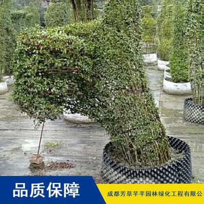 金叶女贞 园林绿化的优选灌木，芳草芊芊提供高成活率树苗批发