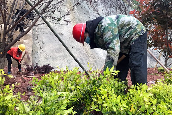 嫩枝吐新绿 巴东绕城线绿化施工忙