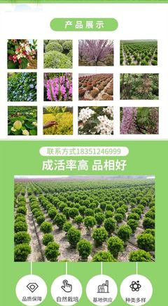 小叶扶芳藤 打造美丽新农村与园林景区的绿色生态先锋