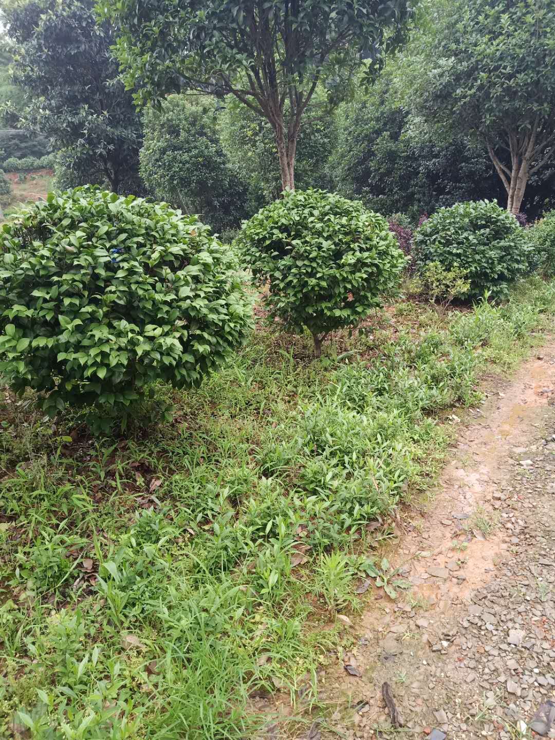 探秘茶花之美 湖南省长沙市雨花区跳马钱氏苗圃的行业担当