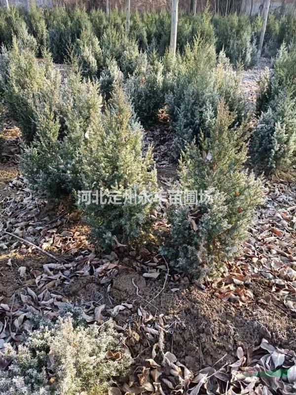 探寻望都塔桧 形态与应用的园林景观解析