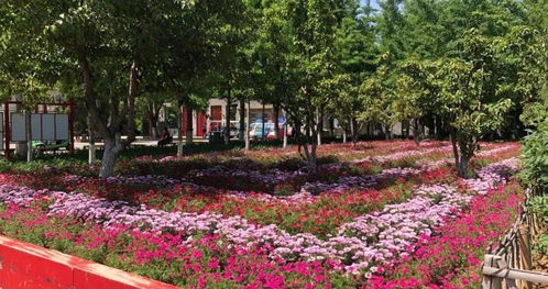 开窗见绿，出门见园——园林绿化工程点亮城市之美