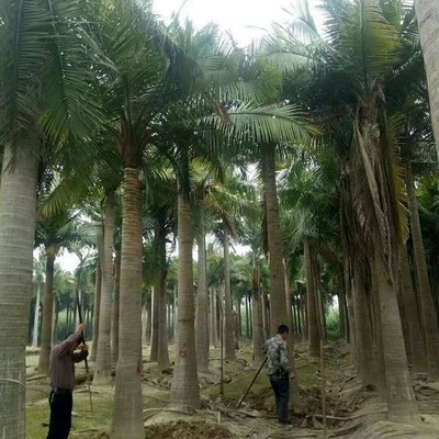 马达加斯加椰子批发与园林绿化服务全指南 价格、联系方式及图片信息